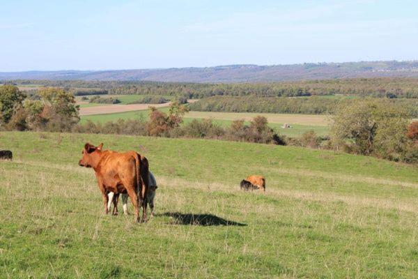 Au Chant Du Coq Wancennes Buitenkant foto